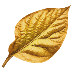tabacwiki.pages.dev favicon